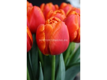 Лале ICOON/ 1 бр