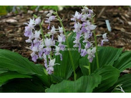 Коледна орхидея /Calanthe reflexa / 1 бр - 2