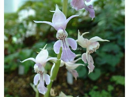 Коледна орхидея /Calanthe reflexa / 1 бр - 1
