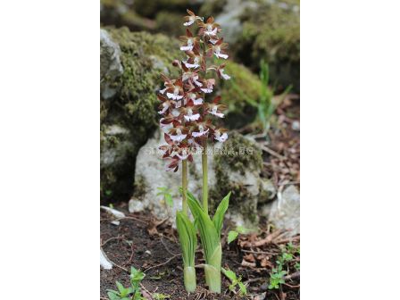 Коледна орхидея /Calanthe discolor / 1 бр - 2