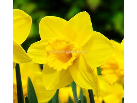 Нарцис/ LARGE-CUPPED NARCISSUS California - 1 бр.