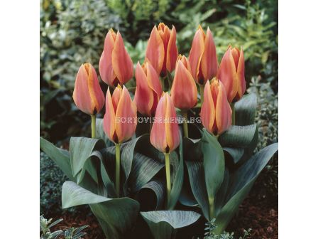 Лале /Tulip Calypso/ 10/11
