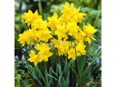 Нарцис/ SPECIE NARCISSUS Campernelle Dbl (Odor. Regul.) - 1 бр.