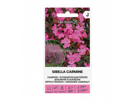 СК КАМПИОНА ВИСЯЩА CAMPION SIBELLA CARMINE  