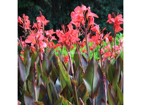Канна brownleaved Pink and Roses - 1 бр.