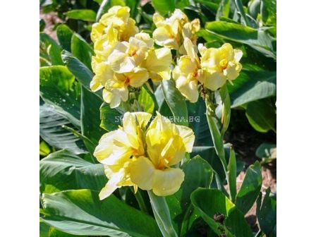 Канна жълта ниска със зелени листа/ Canna ind. hybr. greenleaved dwarf yellow - 1 бр.