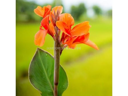 Канна оранжева със зелени листа - Canna ind. hybr. greenleaved orange - 1 бр.