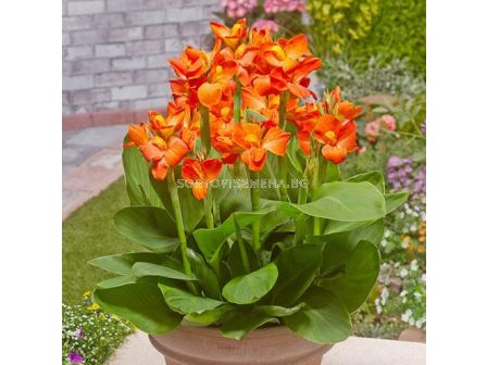 Канна оранжева ниска със зелени листа/ Canna ind. hybr. greenleaved dwarf orange - 1 бр.