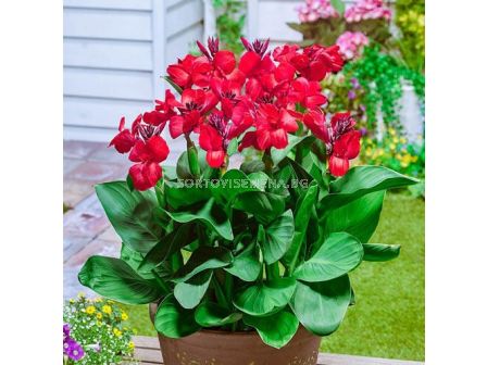 Канна ниска червена със зелени листа/ Canna ind. hybr. greenleaved dwarf red - 1 бр.