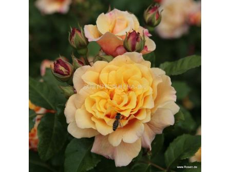 Роза Caramella - 1 брой - 1