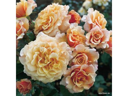 Роза Caramella - 1 брой - 2