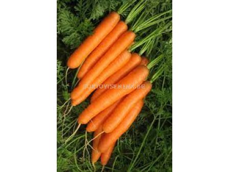 Семена моркови Карлано F1 ( Carlano F1 /SV2154DN/ )-100 000 сем