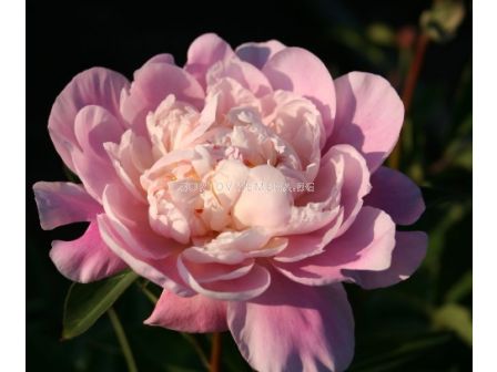 Божур/ LACTIFLORA PAEONIA Catherina Fontijn - 1 бр.