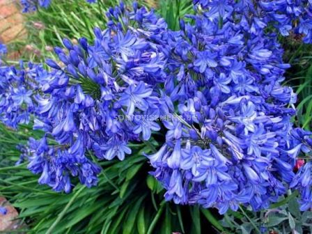 Агапантус / Agapanthus 'Blue Triumphator'e / 1 бр