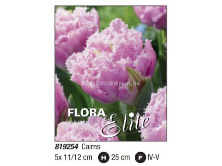 Лале fringed double Cairns- Пакет: 1 оп. - 5 бр.