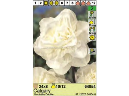 Нарцис Calgary - Пакет: 1 оп. - 8 бр. - 1