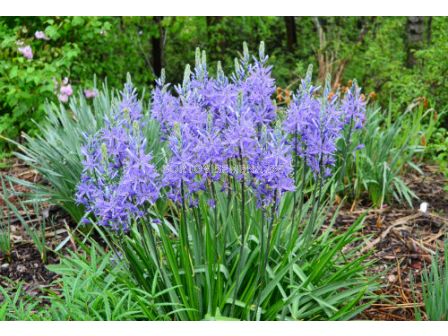 Камасия Quamash/ 1 оп-15 бр