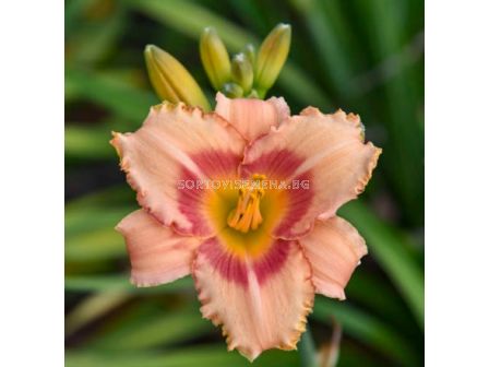 Хемерокалис Strawberry Candy - 1 бр. - sortovisemena.bg Хемерокалис Strawberry Candy - 1 бр.
