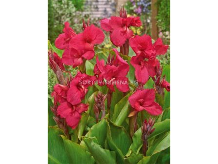 Канна ниска greenleaved Empire -1 бр.