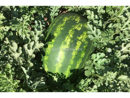 Семена диня CAPITOL - SAKATA - 500 семена