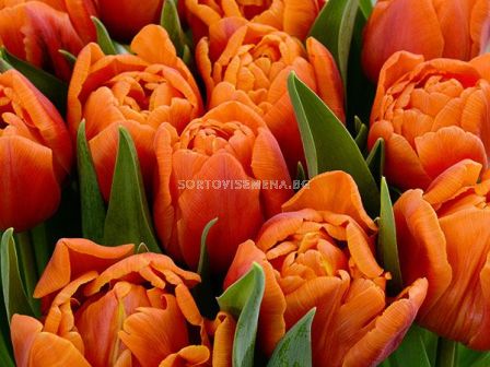 Лале /Tulip Caracas/ 11/12