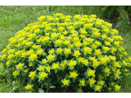 Семена Еуфорбия / CUSHION SPURGE / 'SK -1 оп - 1