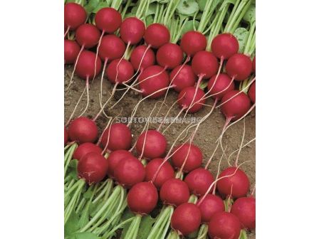 Семена репички Celesta F1 - 3.00 - 3.25 mm - 100 000 семена