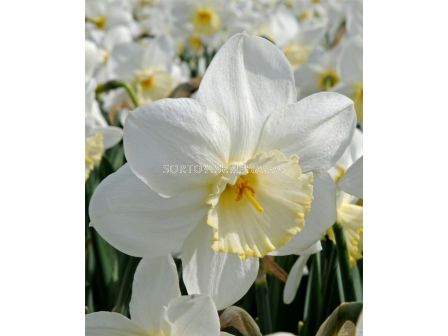 Нарцис /Narciss 'Frosty Snow'/ 1 бр