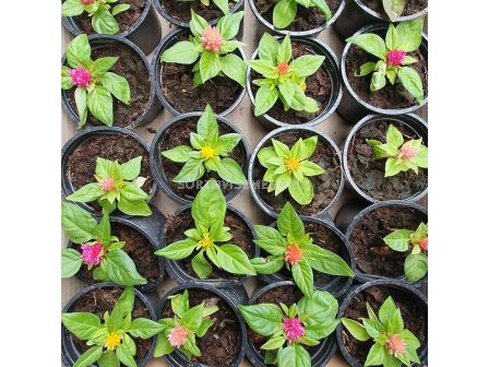 Целозия (Петльов гребен)-разсад - 2 - sortovisemena.bg Целозия (Петльов гребен)-разсад - 2