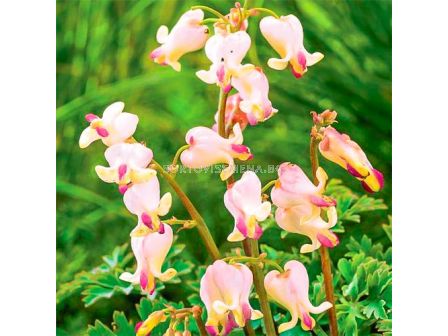 Дамско сърце-Dicentra Cupid -1 бр				