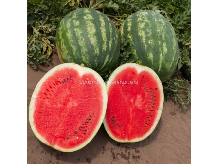 Семена дини CHARISMA F1 -ZKI- 500 семена - 1