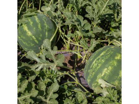 Семена дини CHARISMA F1 -ZKI- 500 семена - 2