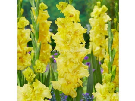 Гладиол Charisma/ Gladiolus large-flowered - 1 брой