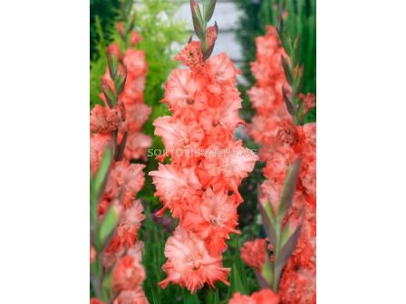 Гладиол/ Gladiolus large-flowered  'Charkov' 10/12 - 1 бр.