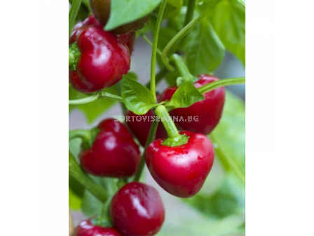 СЕМЕНА ПИПЕР ЛЮТ ЧЕРВЕНО ЧЕРИ Х 100С PEPPER F1 CHERRY RED 