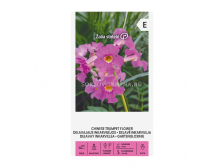 СК КИТАЙСКА ТРОМПЕТОВА ЛОЗА CHINESE TRUMPET FLOWER