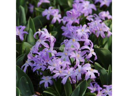 Хионодокса /Chionodoxa forbesii Violet Beauty/ 1 бр 