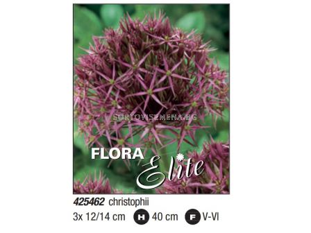 Декоративен Лук (Allium) Christophii