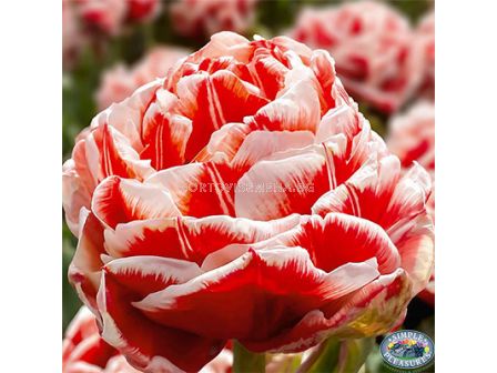 Лале double early Championship - 1 бр.