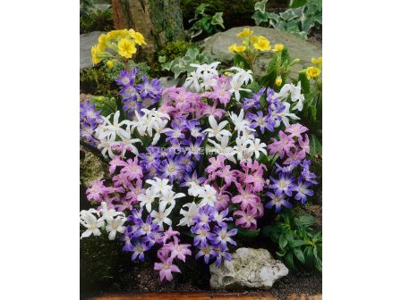 Хионодокса микс -1 бр.