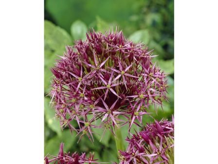 Декоративен лук christophii - 1 бр. - 1