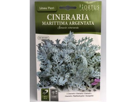 Морска цинерария сребриста/ Cineraria