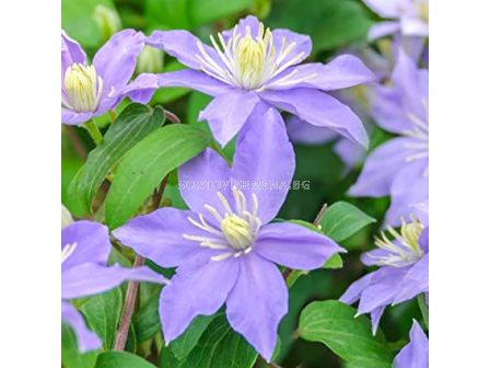 Клематис  Justa - Clematis Justa - 1 бр.