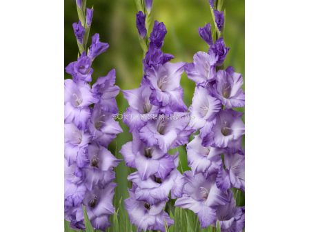 Гладиол Cobain/ Gladiolus large-flowered - 1 брой