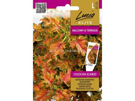 СК СЕМЕНА КОЛЕУС COLEUS BLUMEI COLOCHA SCARLET 