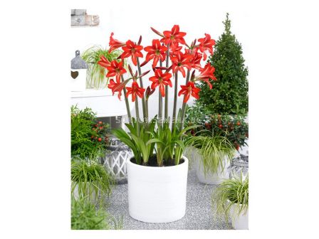 Амарилис colibri sonatini Balentino - 1 бр.