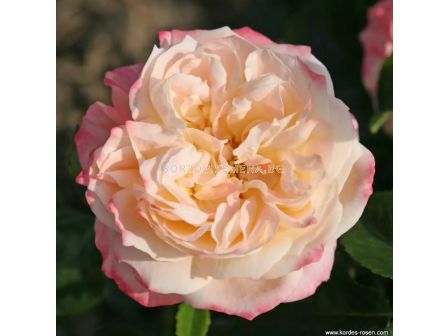 Роза Concorde (хибридна чаена роза), серия Eleganza Antique - Kordes - 1 брой - 1