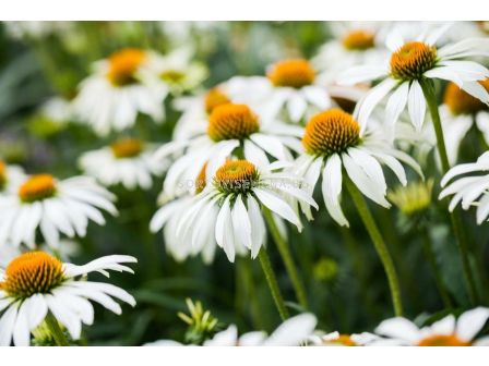 Ехинацея бяла /Echinacea Purpurea Alba/ 1 бр