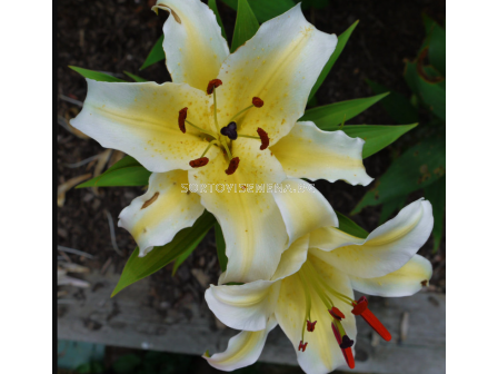 Лилиум Conca d'Or/ Lilium ot-hybrids - 1 брой