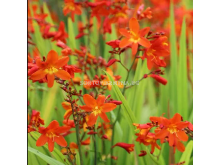 Крокосмия Constance/ Crocosmia crocosmiiflora - 1 брой
